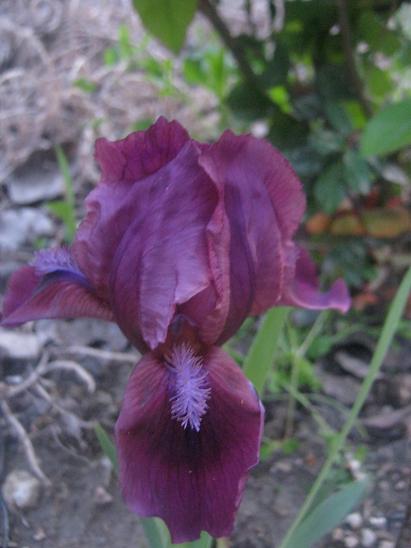 Name:  iris1.JPG
Views: 975
Size:  37.2 KB