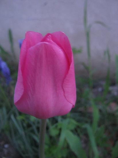 Name:  lale.JPG
Views: 962
Size:  24.8 KB