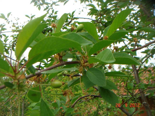 Name:  DSC00026.jpg
Views: 1607
Size:  64.7 KB