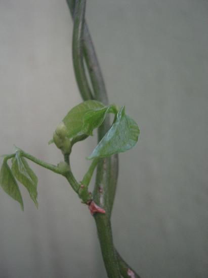 Name:  selluka.JPG
Views: 1146
Size:  18.1 KB