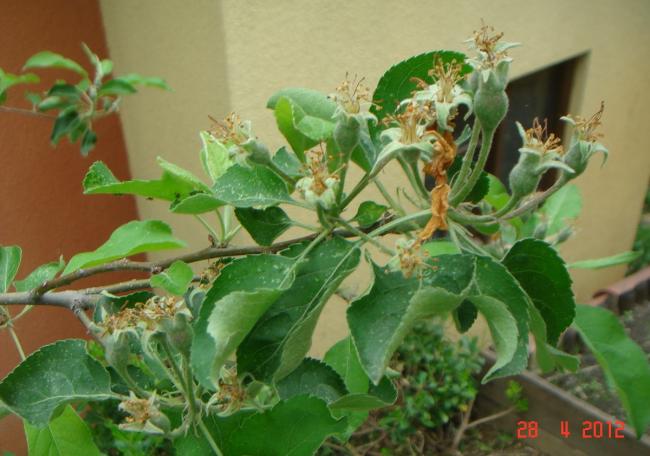 Name:  DSC00111.jpg
Views: 872
Size:  45.1 KB