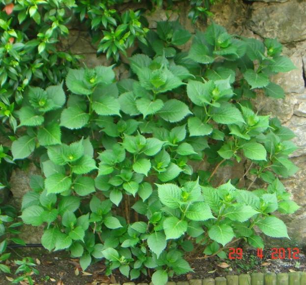 Name:  DSC00243.jpg
Views: 830
Size:  71.0 KB
