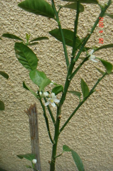 Name:  DSC09957.jpg
Views: 869
Size:  77.8 KB