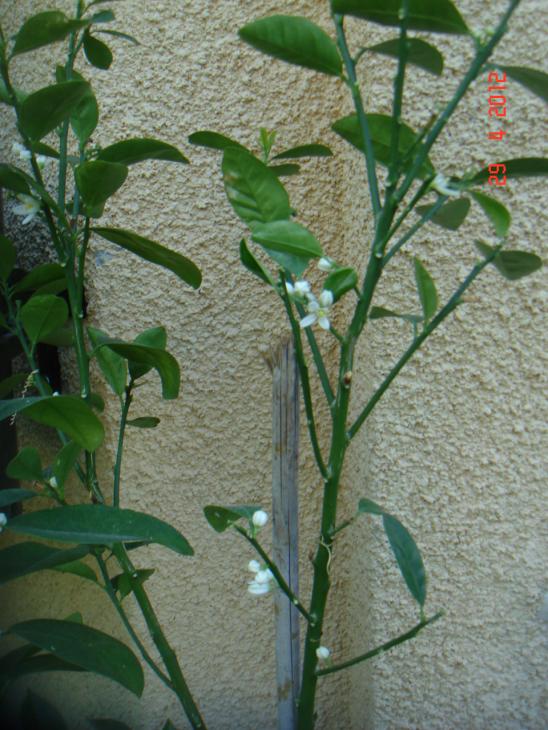 Name:  DSC00436.jpg
Views: 831
Size:  74.5 KB