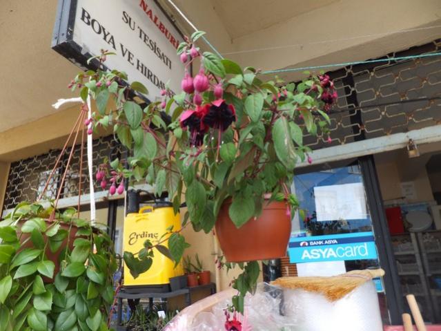 Name:  DSCF2184.jpg
Views: 442
Size:  55.3 KB