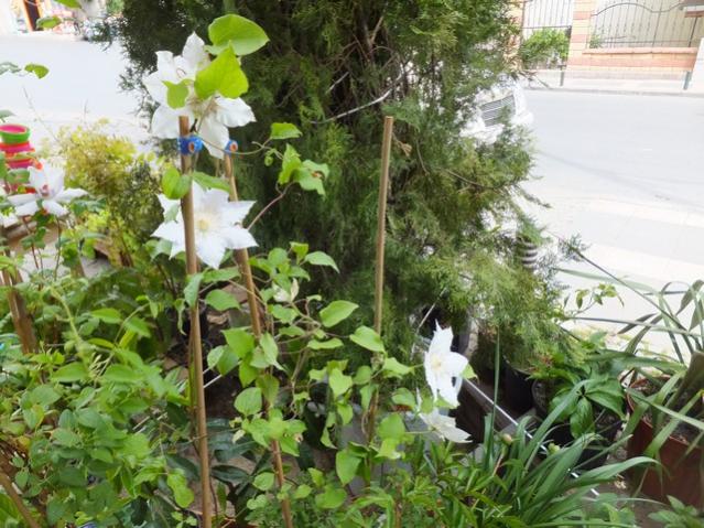 Name:  DSCF2192.jpg
Views: 437
Size:  67.8 KB