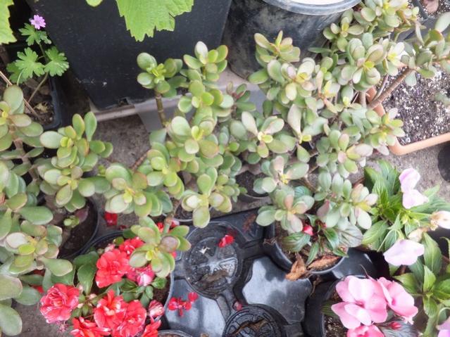 Name:  DSCF2205.jpg
Views: 457
Size:  66.4 KB