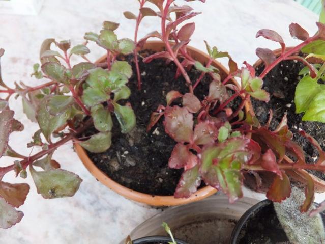 Name:  DSCF2210.jpg
Views: 568
Size:  51.6 KB