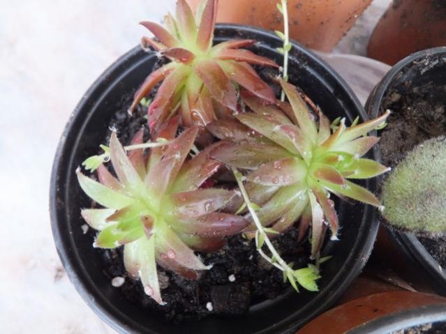 Name:  DSCF2211.jpg
Views: 548
Size:  44.6 KB