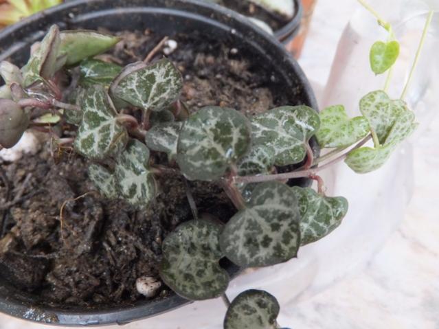 Name:  DSCF2212.jpg
Views: 545
Size:  45.4 KB