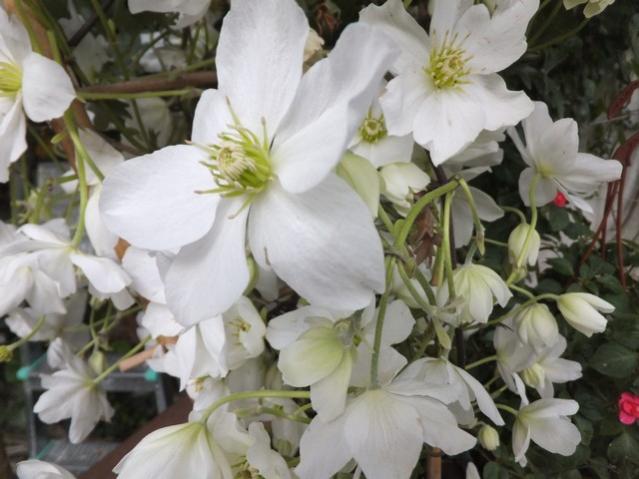 Name:  DSCF2110.jpg
Views: 503
Size:  43.1 KB