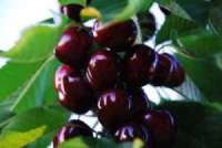 Name:  kiraz 1.JPG
Views: 2749
Size:  68.5 KB