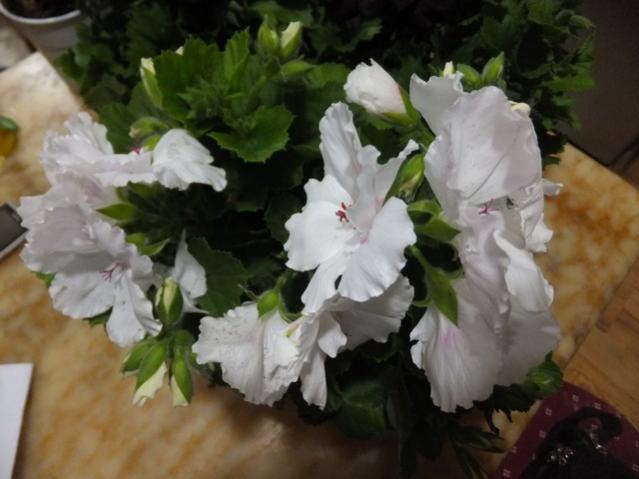 Name:  DSCF2148.jpg
Views: 431
Size:  36.7 KB