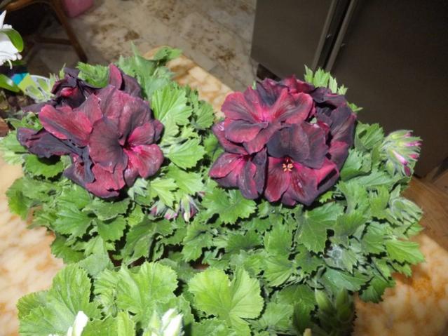 Name:  DSCF2149.jpg
Views: 438
Size:  53.8 KB