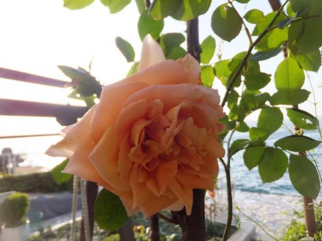 Name:  DSCF2161.jpg
Views: 423
Size:  38.7 KB
