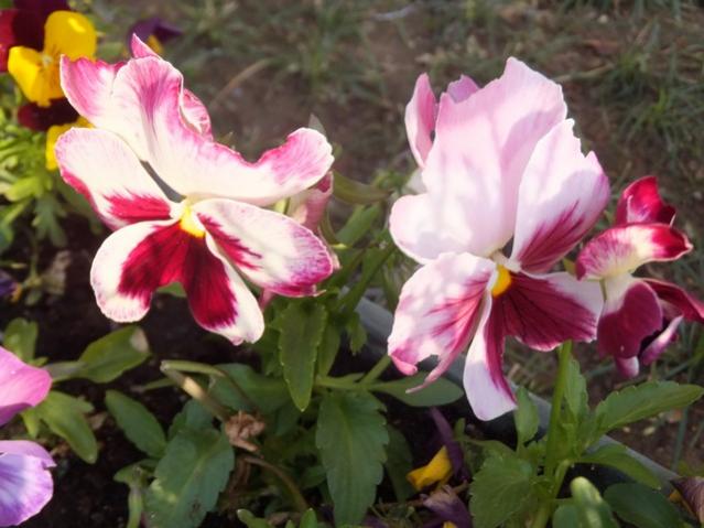 Name:  DSCF2175.jpg
Views: 430
Size:  44.1 KB