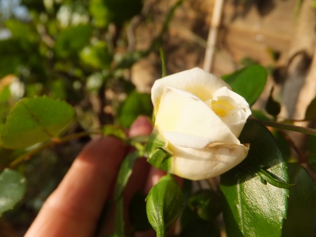 Name:  DSCF2180.jpg
Views: 451
Size:  64.9 KB