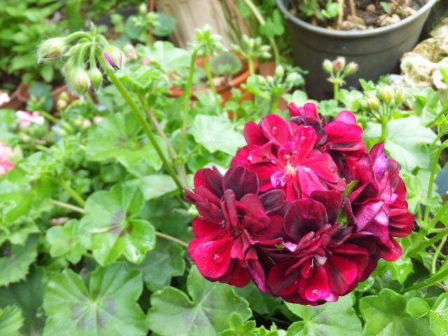 Name:  DSCF2237.jpg
Views: 554
Size:  55.1 KB