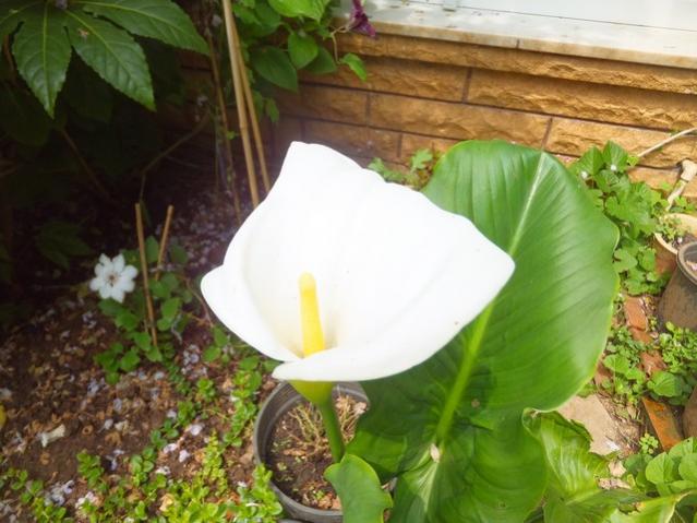 Name:  DSCF2250.jpg
Views: 537
Size:  48.8 KB