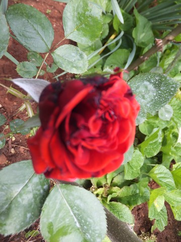 Name:  DSCF2255.jpg
Views: 508
Size:  67.8 KB