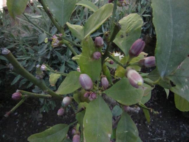 Name:  limon.jpg
Views: 1017
Size:  44.5 KB