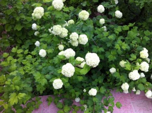 Name:  kartopu1.jpg
Views: 5539
Size:  39.4 KB