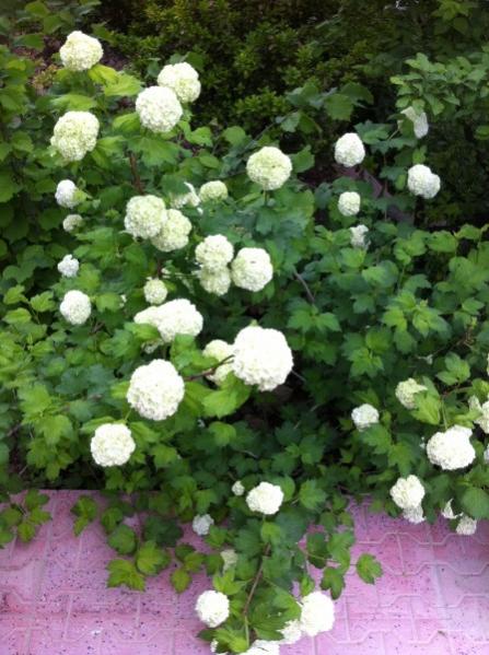 Name:  kartopu2.jpg
Views: 4639
Size:  54.0 KB