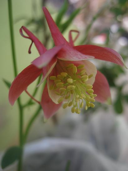 Name:  h. kpesi 1.JPG
Views: 1247
Size:  28.1 KB