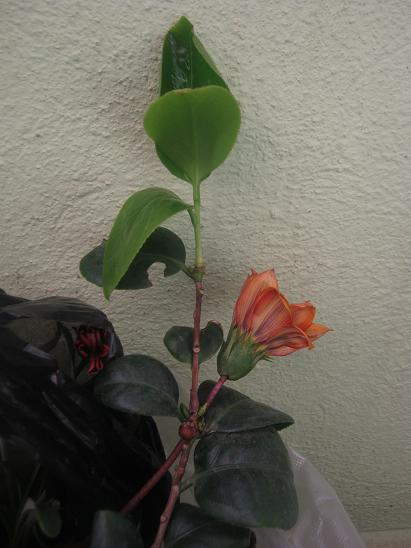 Name:  kamelya.JPG
Views: 1201
Size:  37.9 KB