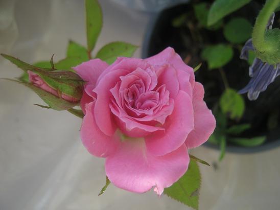Name:  m. gl.JPG
Views: 1249
Size:  35.0 KB