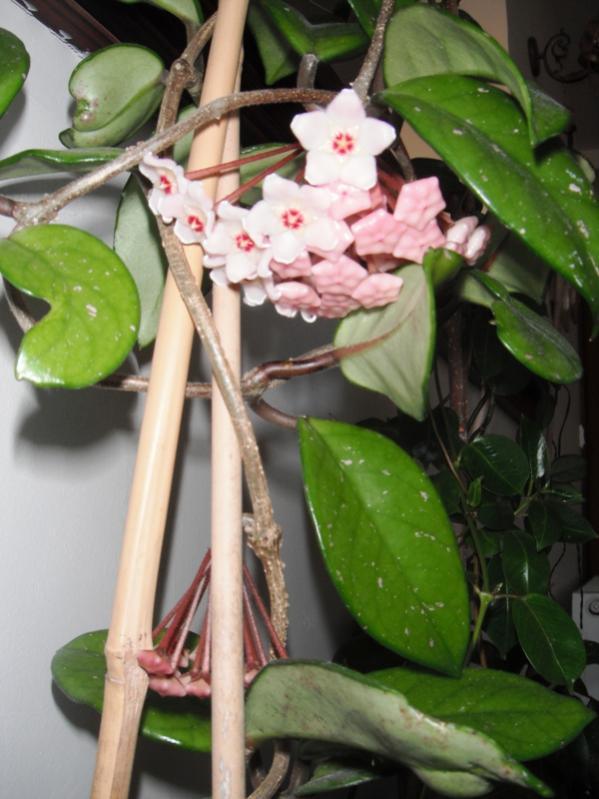 Name:  DSCF1670.jpg
Views: 753
Size:  60.4 KB