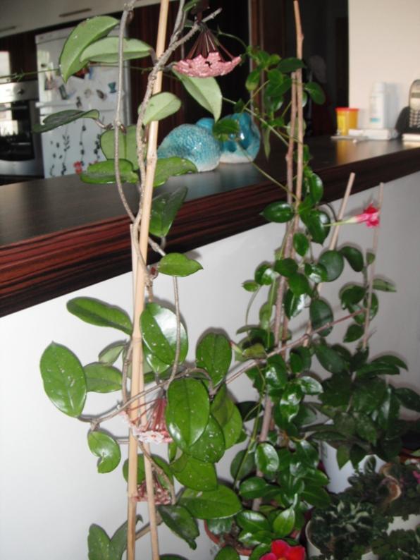 Name:  DSCF1669.jpg
Views: 830
Size:  63.7 KB