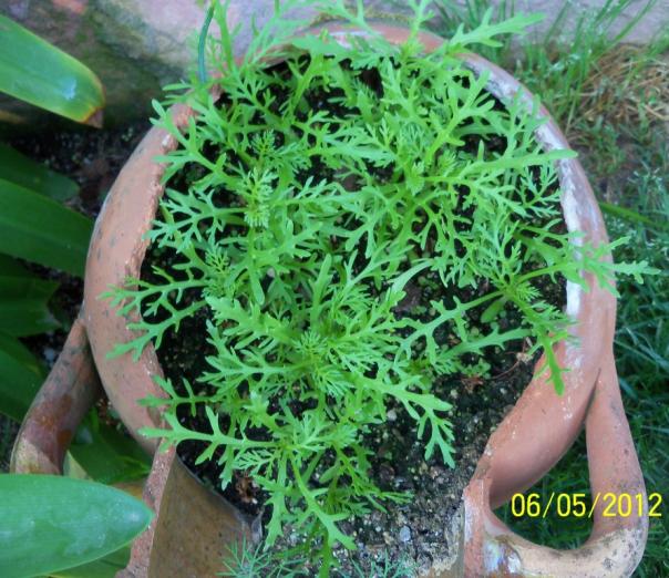 Name:  100_3145.jpg
Views: 978
Size:  72.0 KB