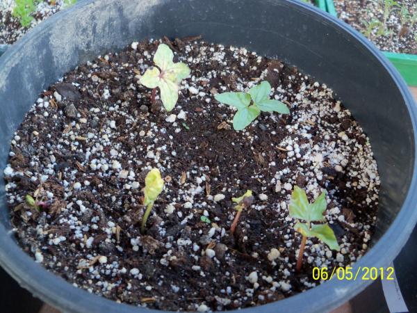 Name:  100_3187.jpg
Views: 740
Size:  72.0 KB