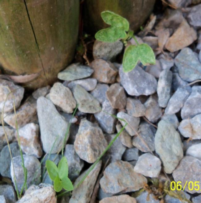 Name:  100_3332.jpg
Views: 742
Size:  57.6 KB