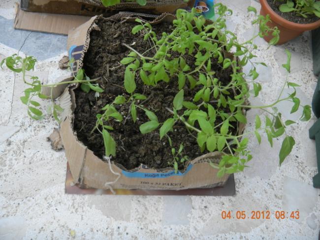Name:  DSCN0871.jpg
Views: 1271
Size:  60.5 KB