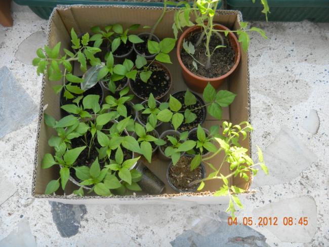 Name:  DSCN0886.jpg
Views: 1216
Size:  59.3 KB