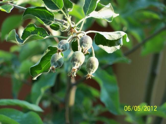 Name:  100_3297.jpg
Views: 770
Size:  41.8 KB