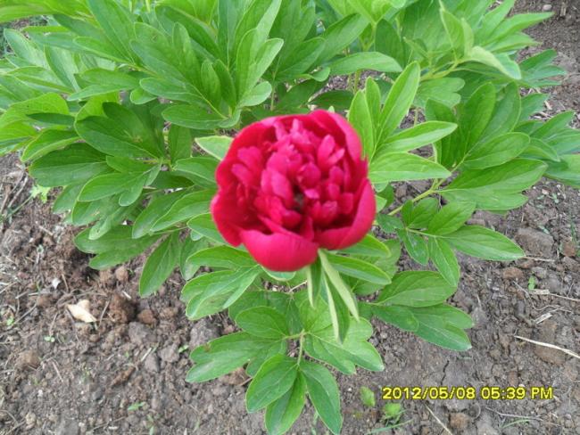Name:  033.jpg
Views: 1581
Size:  69.5 KB