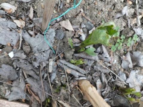Name:  DSCF1884.jpg
Views: 545
Size:  40.6 KB