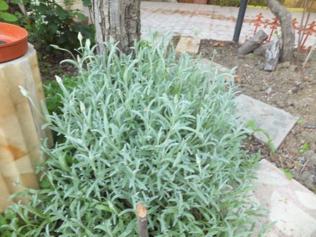 Name:  DSCF1885.jpg
Views: 743
Size:  60.3 KB