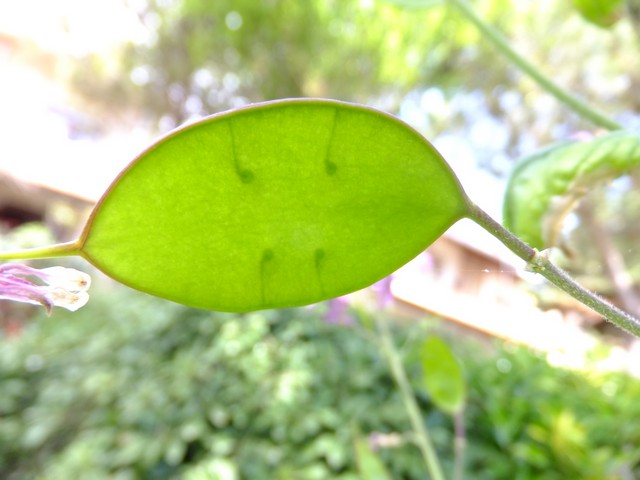 Name:  DSCF1920.jpg
Views: 955
Size:  66.1 KB
