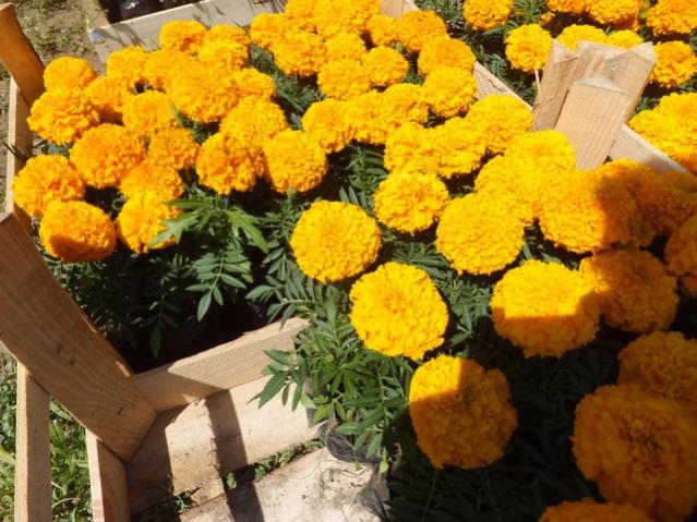 Name:  DSCF1926.jpg
Views: 738
Size:  63.3 KB