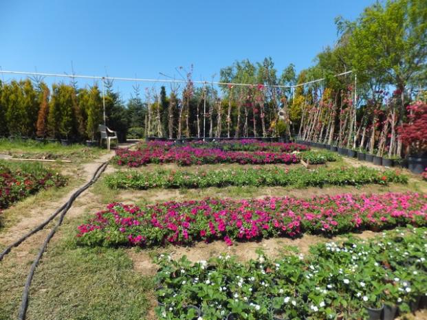 Name:  DSCF1927.jpg
Views: 693
Size:  72.1 KB