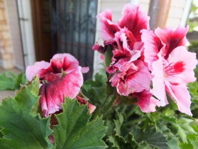 Name:  DSCF1946.jpg
Views: 732
Size:  42.3 KB