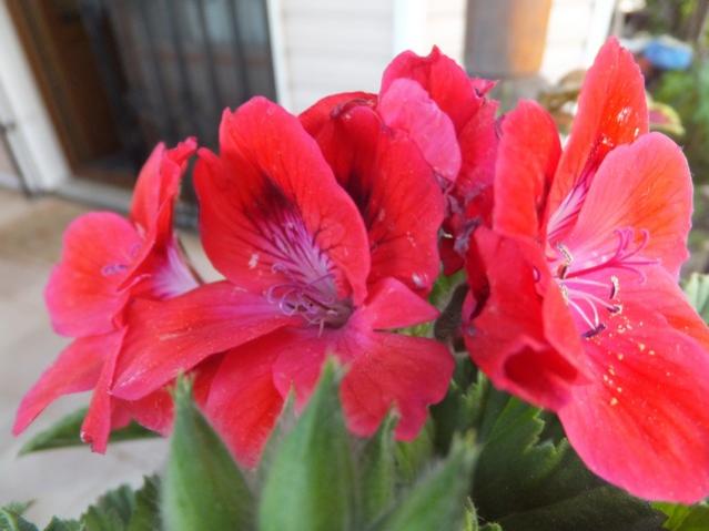 Name:  DSCF1947.jpg
Views: 643
Size:  37.0 KB