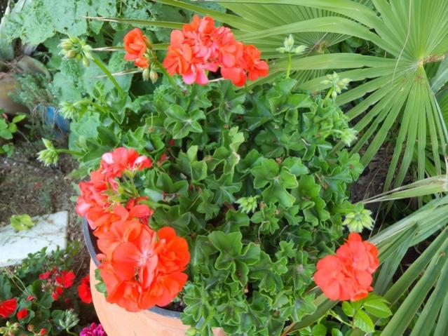 Name:  DSCF1976.jpg
Views: 647
Size:  68.3 KB