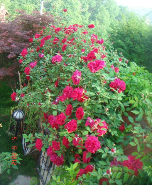 Name:  DSC00044.jpg
Views: 790
Size:  75.3 KB