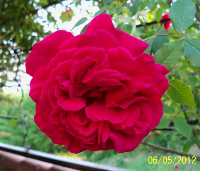 Name:  100_3126.jpg
Views: 722
Size:  44.2 KB