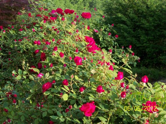 Name:  100_3459.jpg
Views: 762
Size:  72.4 KB